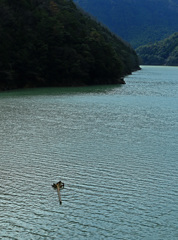 流木
