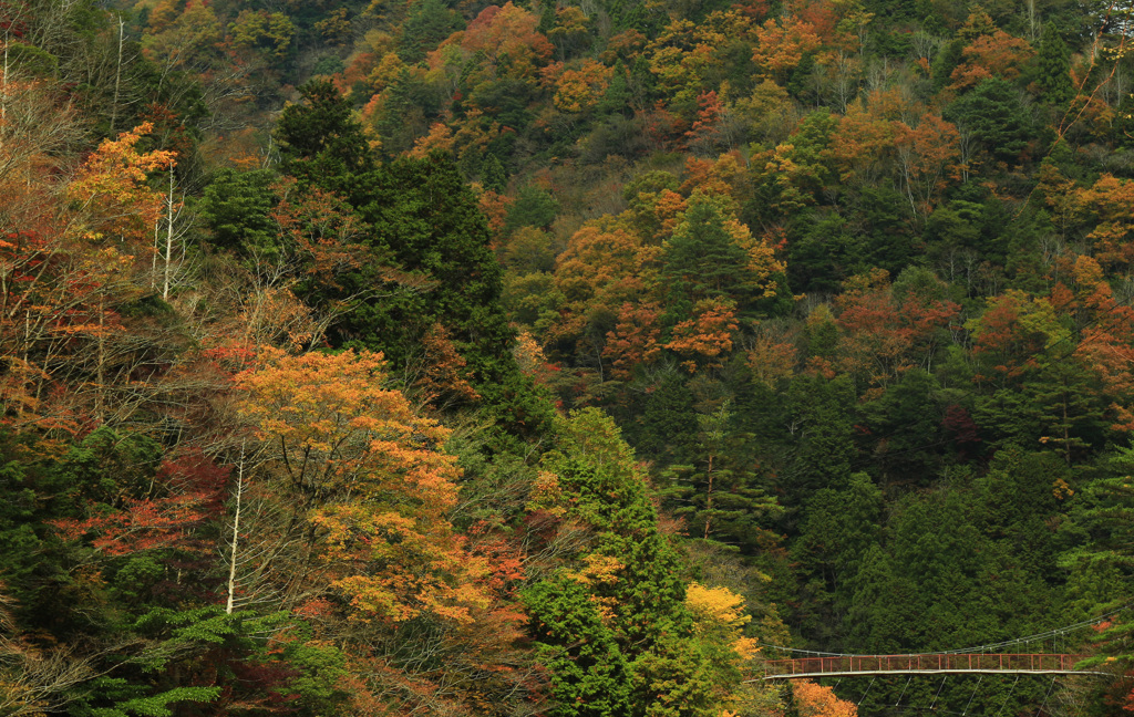 架け橋