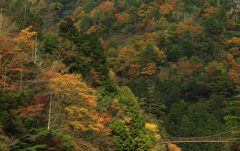 架け橋