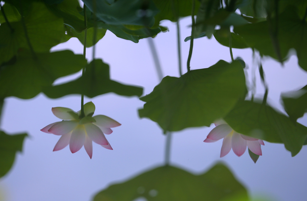 水面で輝く