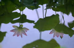 水面で輝く