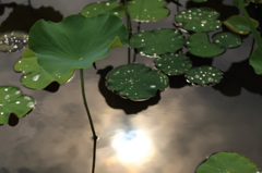 花はどこへ行った