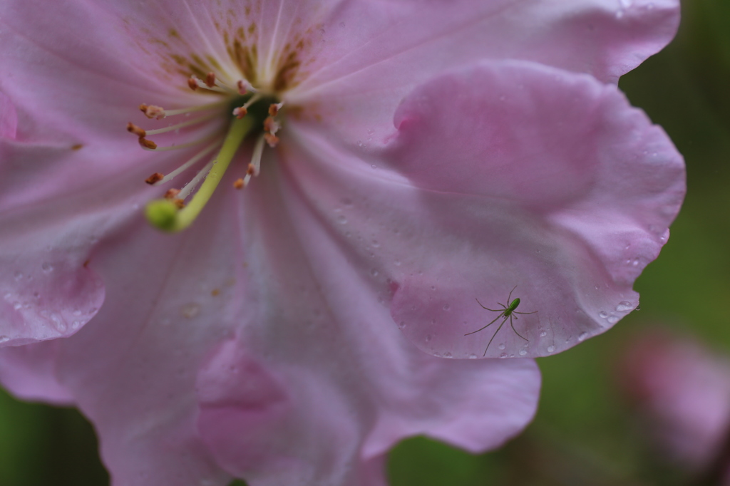 緑の蜘蛛