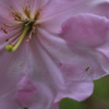 緑の蜘蛛