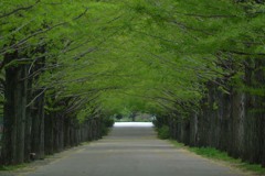 イチョウの木の並ぶ道
