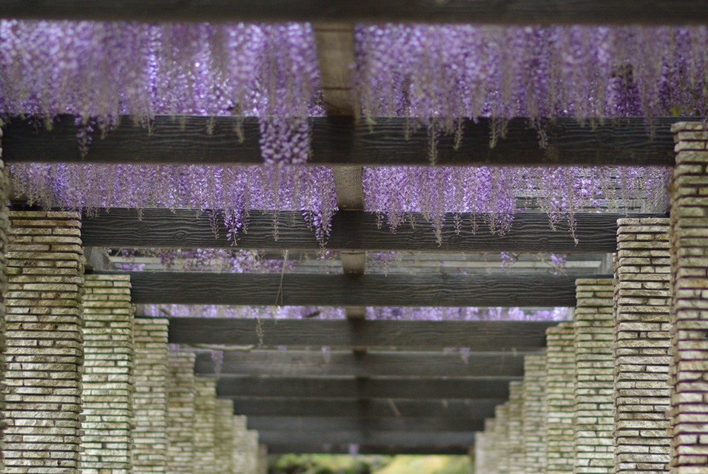 藤の花