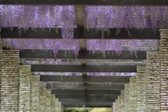 藤の花