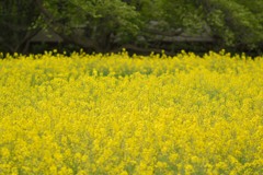 菜の花畑