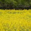 菜の花畑