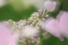 紫陽花の妖精