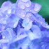 そぼ降る雨に打たれて　３