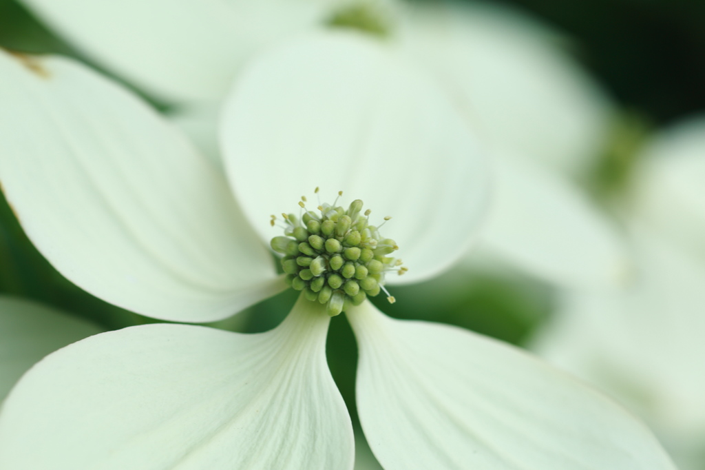 白い花　ヤマボウシ