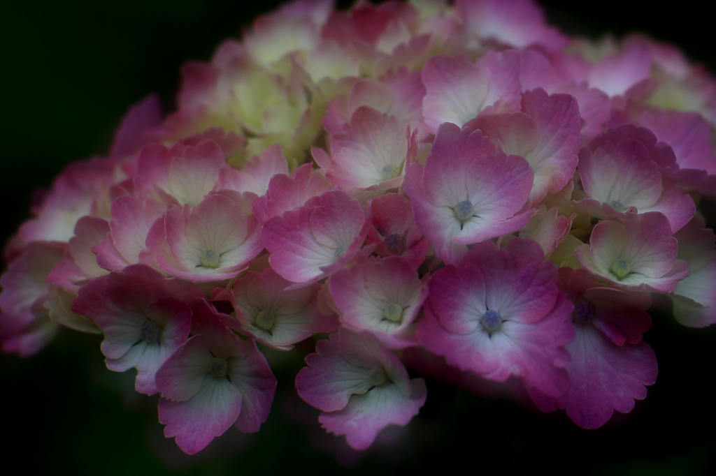紫陽花の季節　２