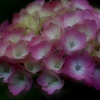 紫陽花の季節　２