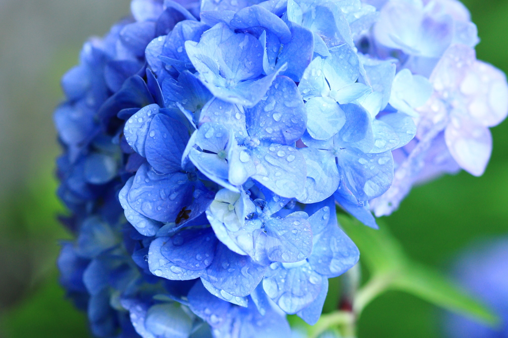 そぼ降る雨に打たれて　２