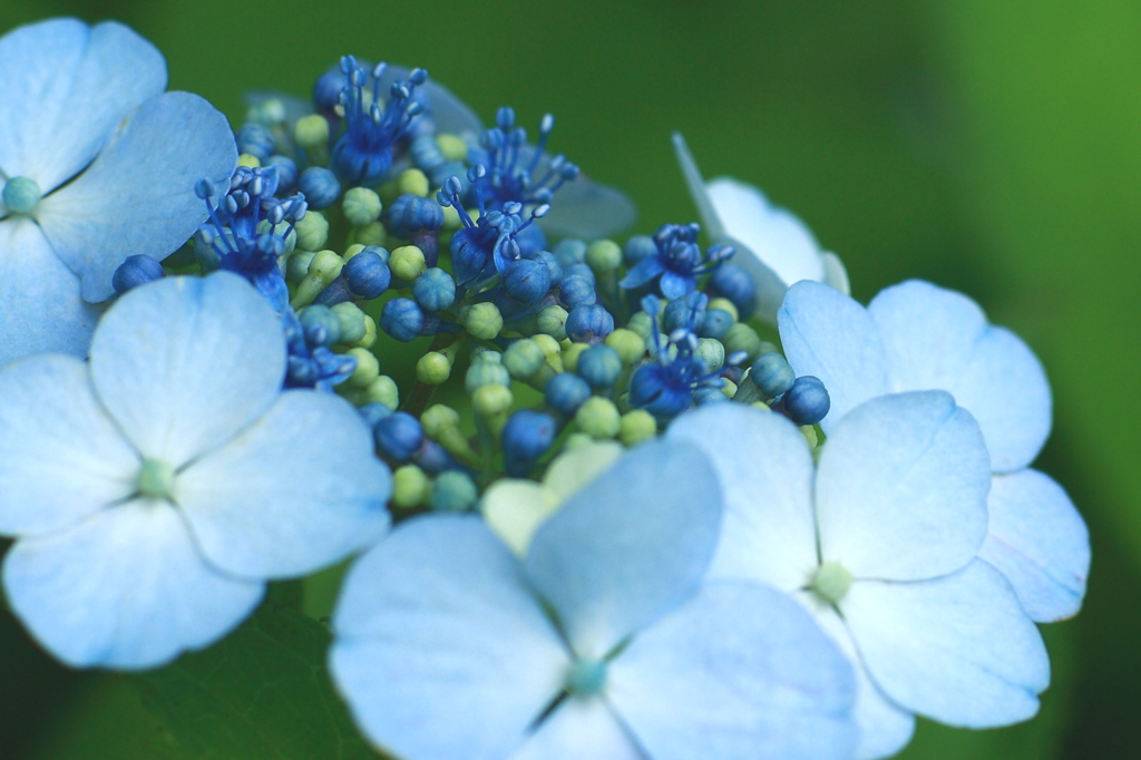 紫陽花の季節