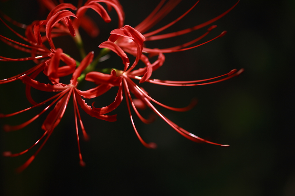 黄泉の花 By Pookichi Id 写真共有サイト Photohito