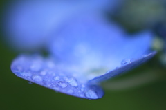 今年最期の紫陽花