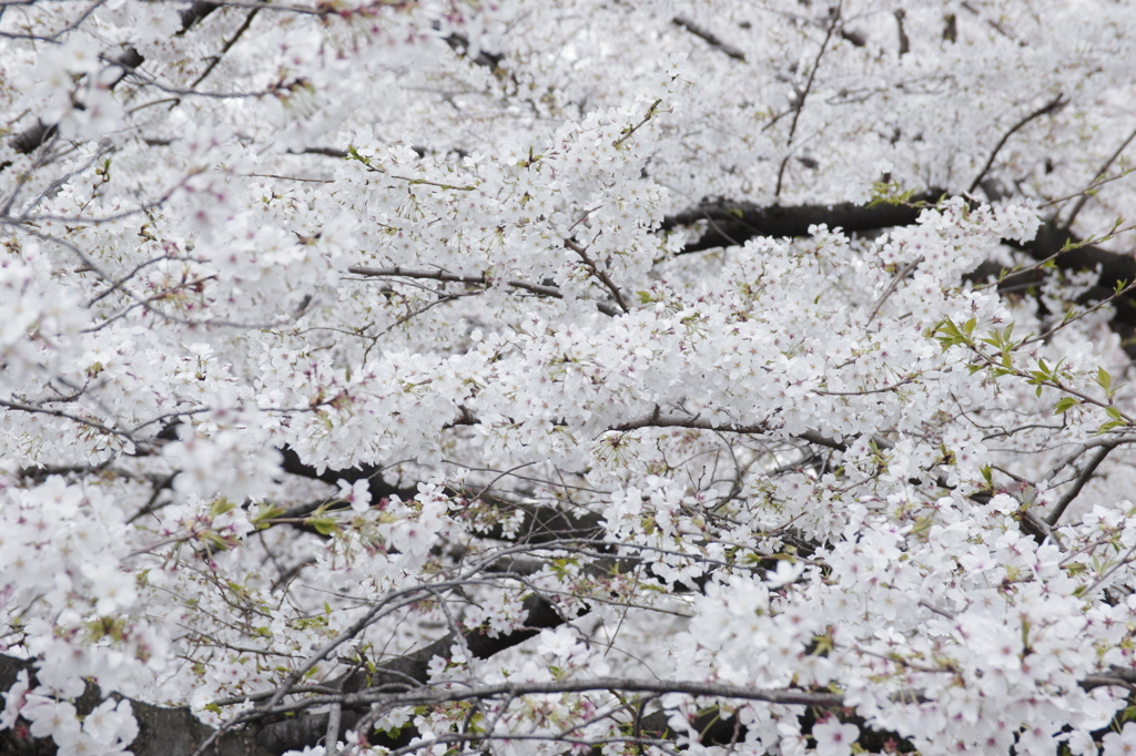 桜にまみれる夢