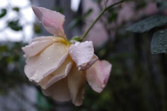 rainyflower