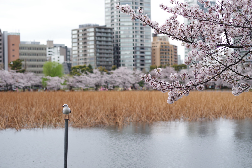 あっちも桜