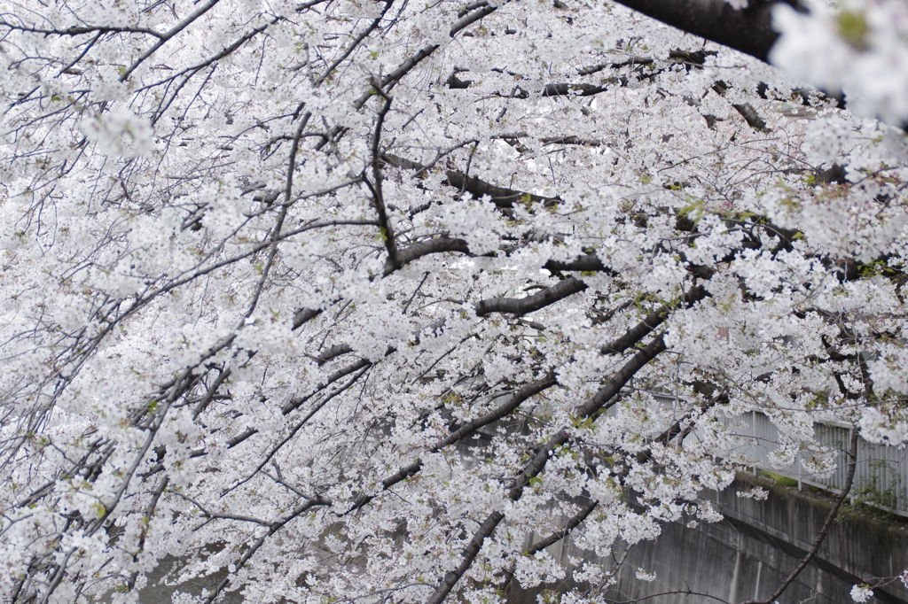 遠く夢の桜の中の