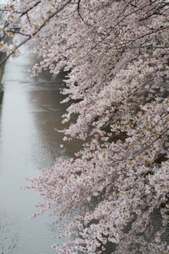 石神井川沿いで