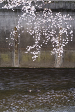 桜と水鳥