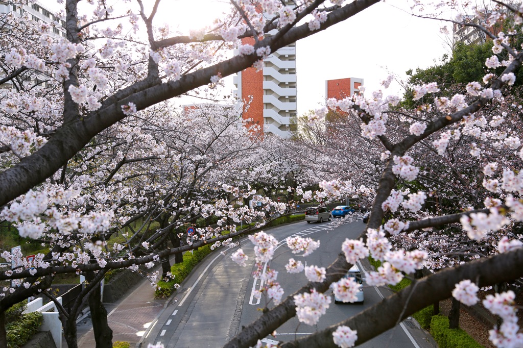 桜３