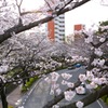 桜３