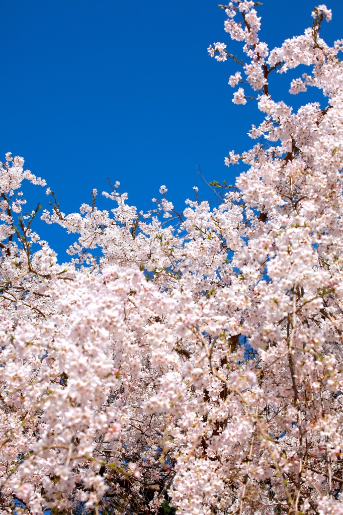 桜２