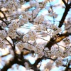 桜１