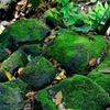 MIDORI.2