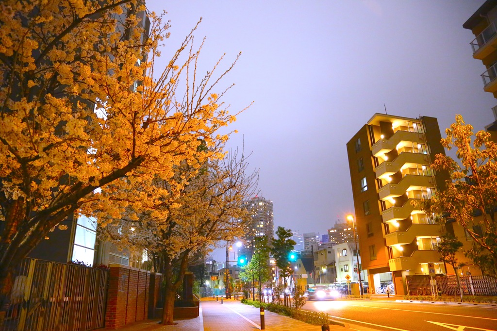 さくら道