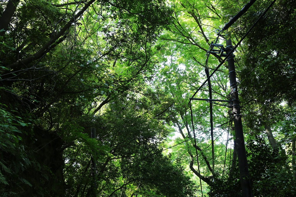 見上げれば