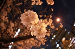 夜桜