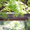 SINRYOKU.3