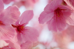 陽光桜