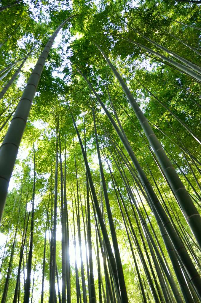 竹林