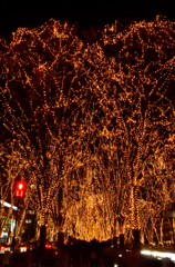 DSC_7300