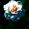 花一輪