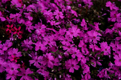 芝桜