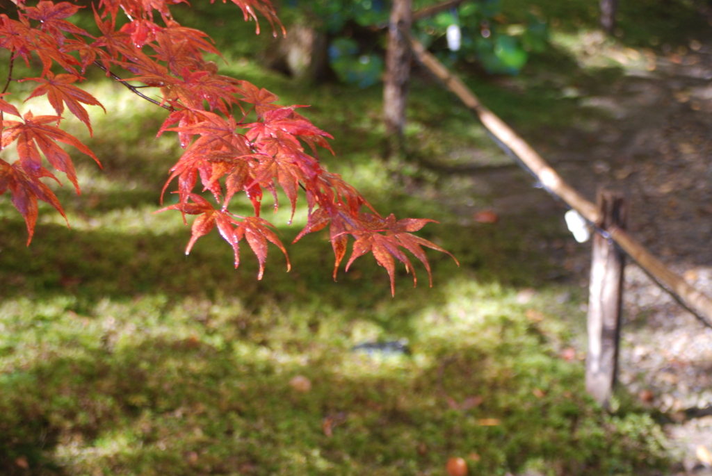 もみじ～紅く染まって～