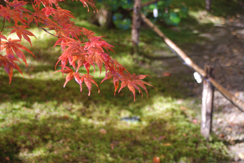 もみじ～紅く染まって～