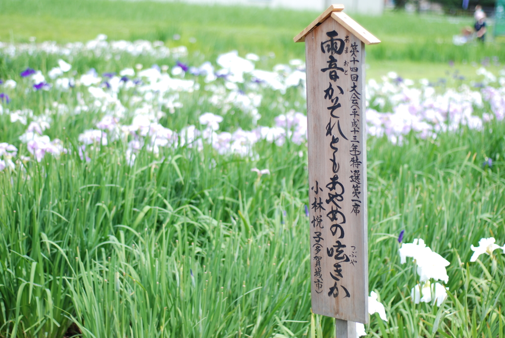 一句～あやめへの想い～