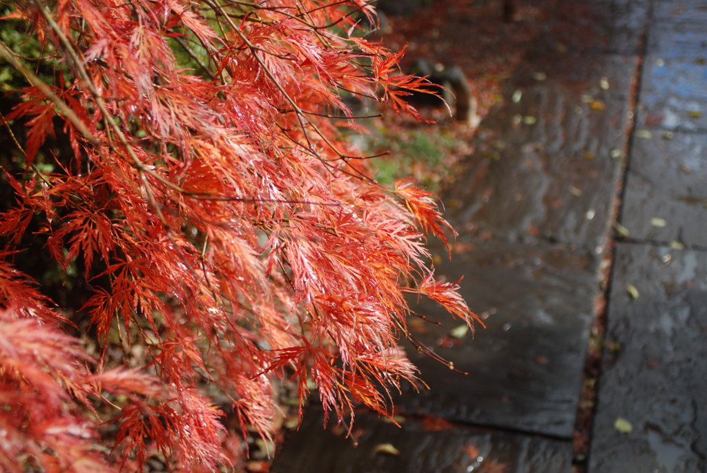 シダレモミジ～紅く色づいて～