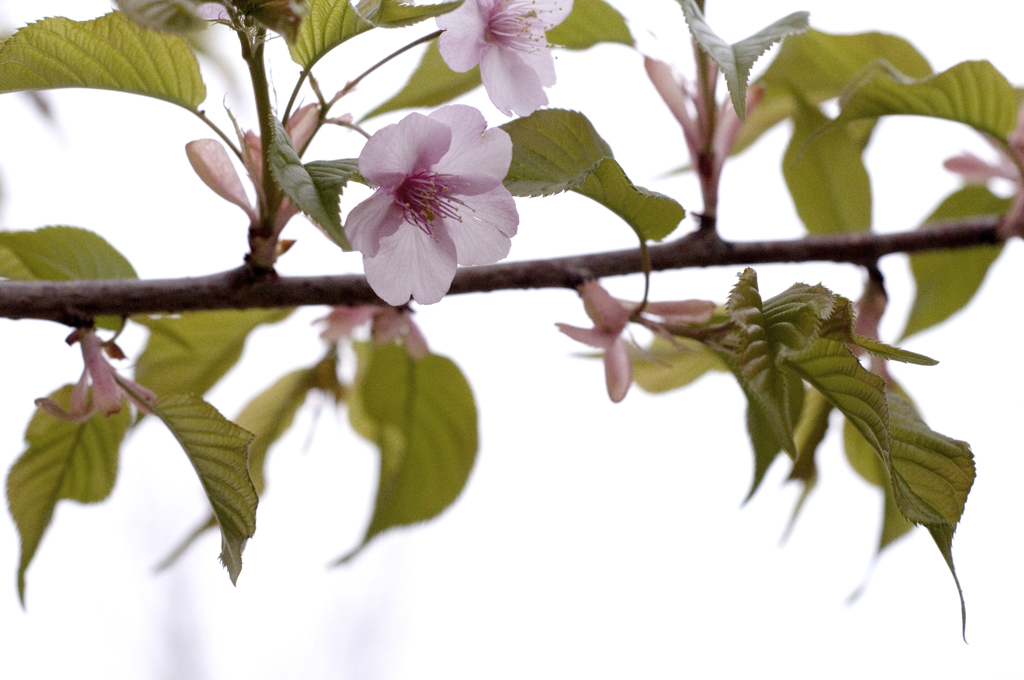 Cherryblossom