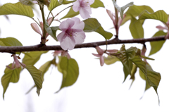 Cherryblossom