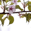 Cherryblossom