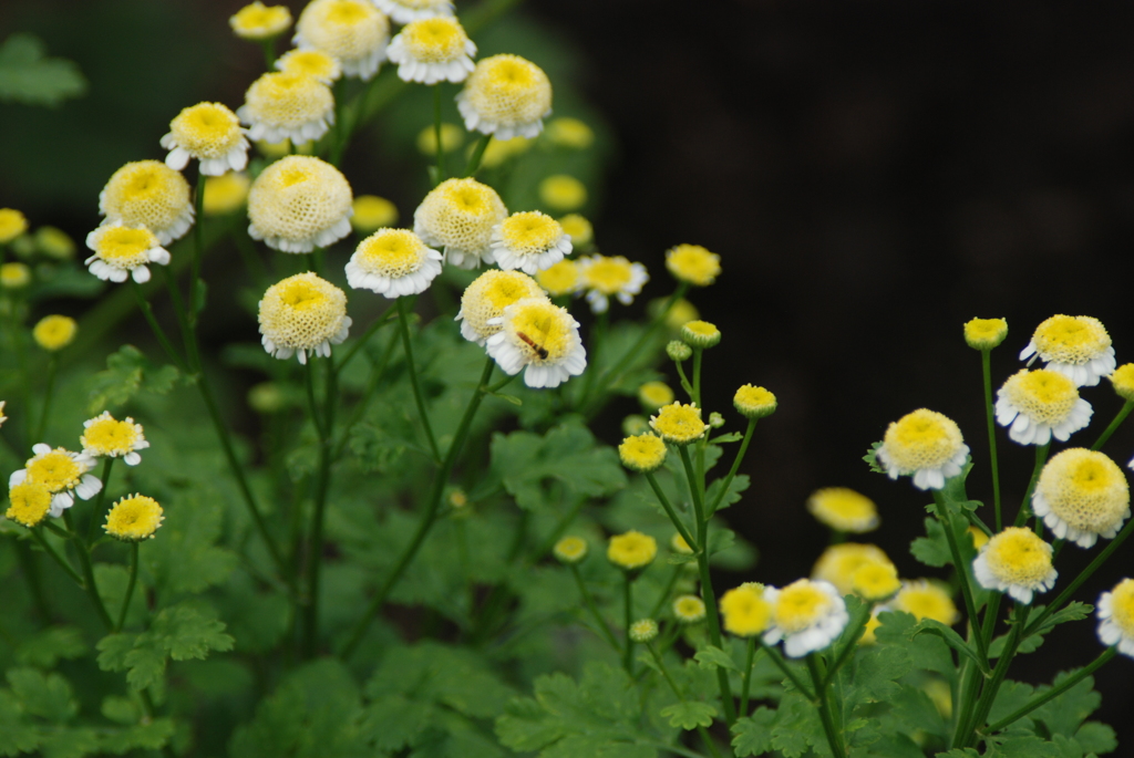 小さな花と小さな虫